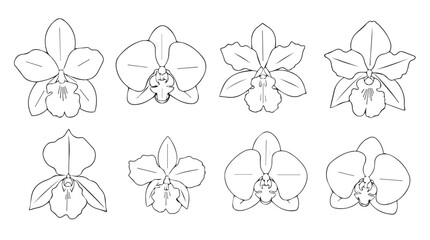 Collection of eight delicate orchid flower sketches in detailed line art style for artistic projects silhouette © Marzina Begum