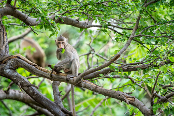Front view, little brown monkey or Macaca sit alone on tamarind tree it enjoys eating green leaves in natural tropical forest at Khao Ngu Stone Park, Ratchaburi, Thailand. Leave space for text input.
