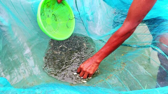 fish farmer holding lots of rohu carp fish seed in hand