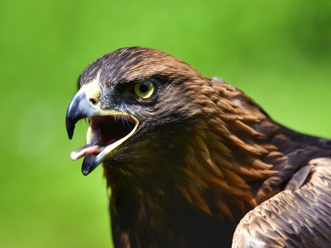 A close-up shot of a Golden Eagle head at Munchen Germany 