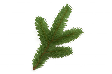 Obraz premium Green fir branch for christmas and winter holiday decoration, natural elements with transparent background