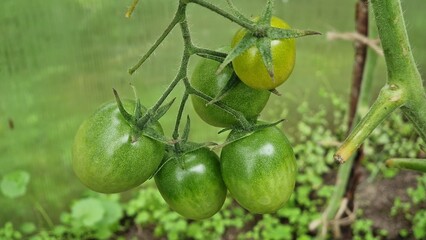 A branch with ripening green tomatoes in a greenhouse
