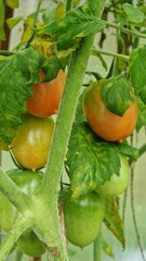 Close-up of a branch with tomatoes of varying degrees of ripeness in a greenhouse