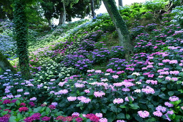 静岡県袋井市の可睡斎のゆりの園のアジサイ