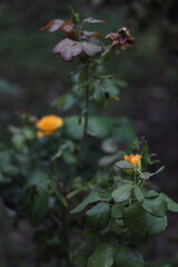 Fresh roses and leaves covered with raindrops, captured in natural light