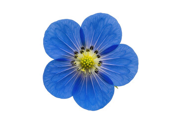 Blue flower isolated on transparent background isolated on transparent background
