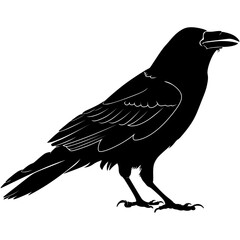 crow on a white background