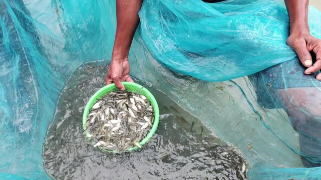 fish farmer holding lots of rohu carp fish seed in hand