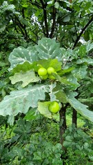 Oak galls, ink nuts on oak leaves. larvae of the oak gall midge (Cynips quercusfolii)