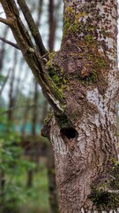 A moss-covered tree trunk with a funny nose-shaped branch