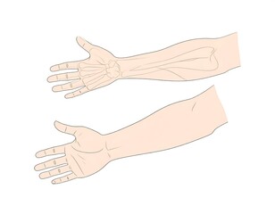 Anatomical illustration of upper limbs