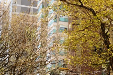 A tree  on city street with vibrant colors leaves.  In the background a silhouette of a large building. Urban life in large cities.