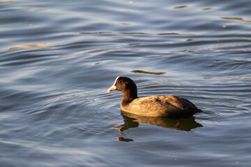 Fulica atra swimming in calm water