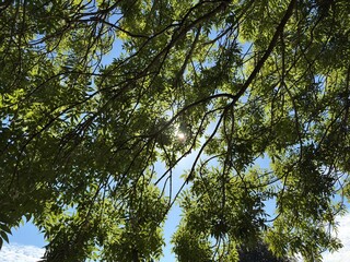 trees and sky