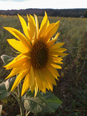 Sunflower Blooming in Field at Sunset