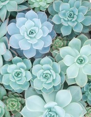 colorful Succulents and houseplants background