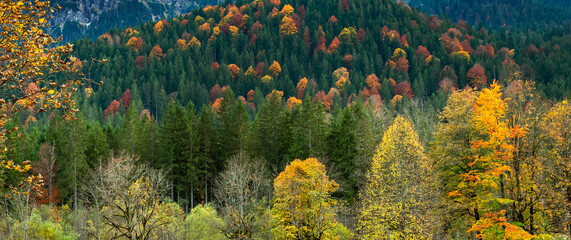 Autumn Mixed Forest View from Park of Linderhof Palace, Bavarian Alps, Oberammergau, Bavaria, Germany, Europe
