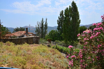flowers in the village