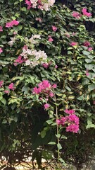Bougainvillea spectabilis with pink and white flowers in garden