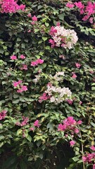 Bougainvillea flowers in full bloom, a vibrant display of color