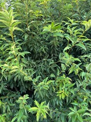 Texture of green foliage
