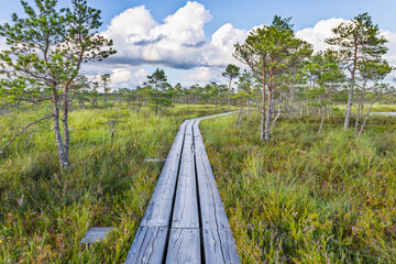 Wooden boardwalk winding through lush wetland bog and pines. Kemeri Bog, Latvia