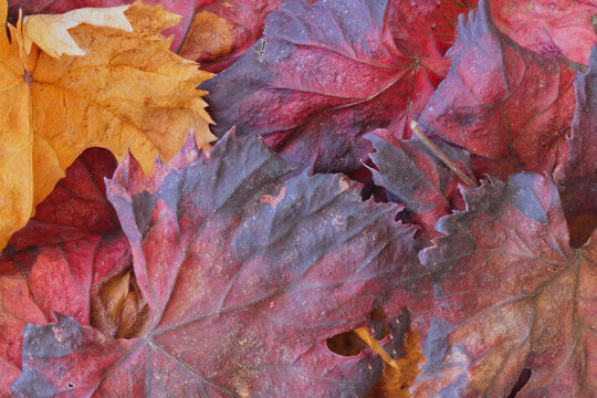 hojas secas parra colores ocres oto&ntilde;o