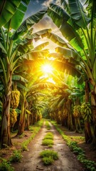 Obraz premium Banana plantation path with sunlight filtered through trees