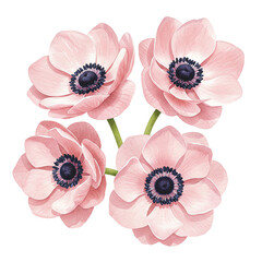 Elegant Pink Anemone Flowers