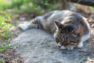 日差しを受けてのんびりお休みしている猫