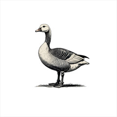 Vector art of barnacle goose standing on grass, vintage illustration