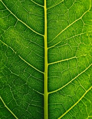 Obraz premium Close-up of a vibrant green leaf, intricate vein patterns