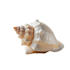 Obraz premium A detailed studio photograph of a large white conch shell with orange and brown spiral accents against on a transparent background