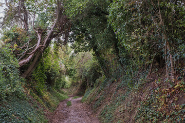 Impressions along the Westerberg Hiking Trail in Rheinhessen in autumn