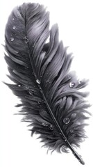 Obraz premium Close up of a single dark gray feather against a white background. The texture is highly detailed.