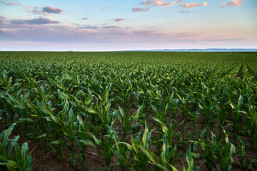 Green corn field growing under twilight sky
