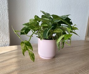 Epipremnum aureum 'Golden Pothos' with trailing green and yellow variegated leaves in a pink pot on wooden surface.