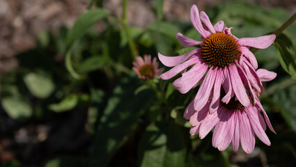Pink echinacea flower blooming in sunlight with green leaves in the background.