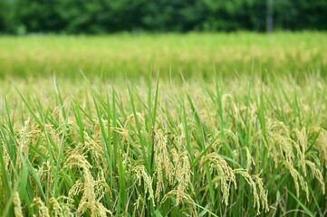 Authentic documentary shot of golden mature rice paddy field with ripe grain heads ready for harvest season in Taiwan countryside natural lighting.