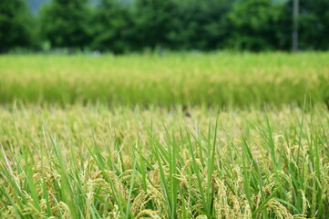 Authentic candid shot of golden mature rice paddy with heavy drooping grain heads ready for harvest in rural Taiwan countryside with forest background.