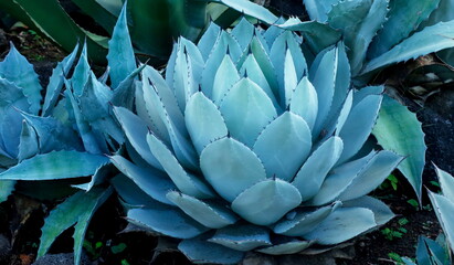 シャボテン動物公園にあるアガベ ネオメキシカーナという多肉植物