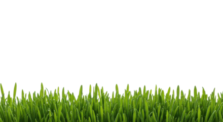 Lush, vibrant, rich green grass blades with tiny dewdrops, in a sharp macro shot against a transparent background with extensive copy space, high-key studio light, concept of freshness and natural