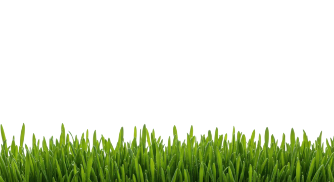 Lush, vibrant, rich green grass blades with tiny dewdrops, in a sharp macro shot against a transparent background with extensive copy space, high-key studio light, concept of freshness and natural