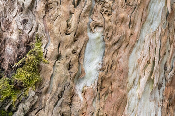Close up of eucalyptus tree bark showing intricate patterns and moss growth
