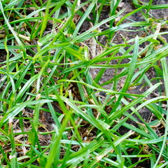 A vibrant, close-up view of fresh green grass blades growing in rich soil, showcasing the natural texture and detailed patterns of a healthy lawn or field