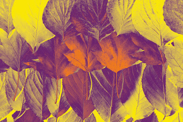 Abstract composition with various autumn leaves layered in a stylish retro duotone filter of yellow...