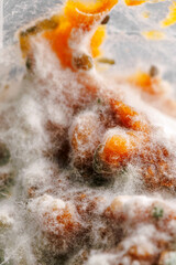 Detailed close-up image of mold on food, displaying vibrant colors and textures, illustrating the decomposition process and the role of fungi in nature