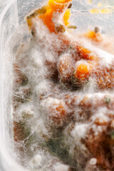 Detailed close-up image of mold on food, displaying vibrant colors and textures, illustrating the decomposition process and the role of fungi in nature
