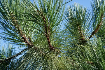 Naklejka premium Detailaufnahme einer Mexikanischen Bergkiefer (Pinus hartwegii) vor blauem Himmel