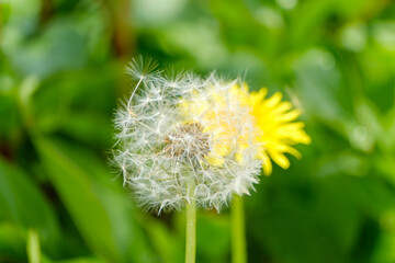 タンポポの綿毛と黄色い花のマクロ撮影